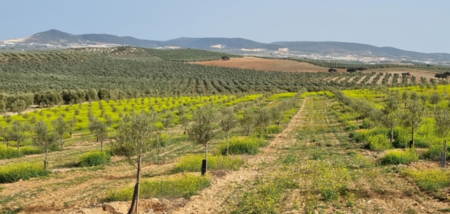 Agricultural landscape photography