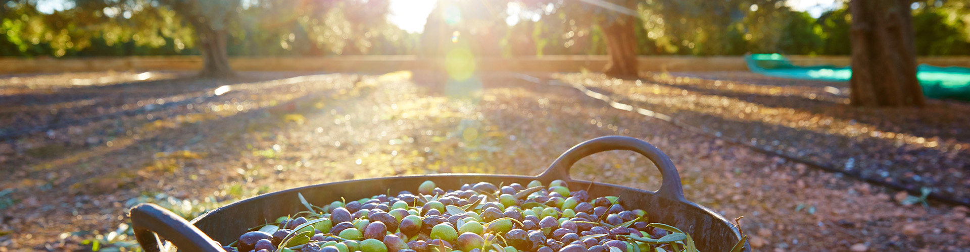 Treico Congreso Maestros Almazara